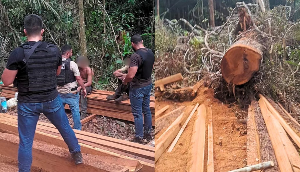CRIME AMBIENTAL - Polícia Civil prende dupla em flagrante por corte ilegal de castanheiras próximo a área indígena em Nova Mamoré

