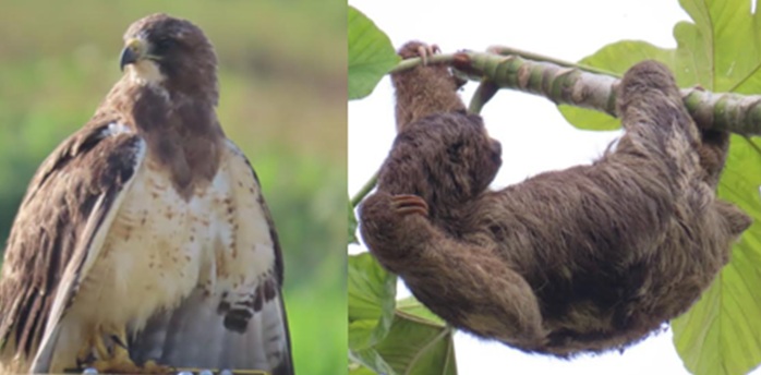 ESPÉCIES VULNERÁVEIS EM PERIGO -  Aeroporto de Porto Velho registra mais de mil animais em monitoramento ambiental  
