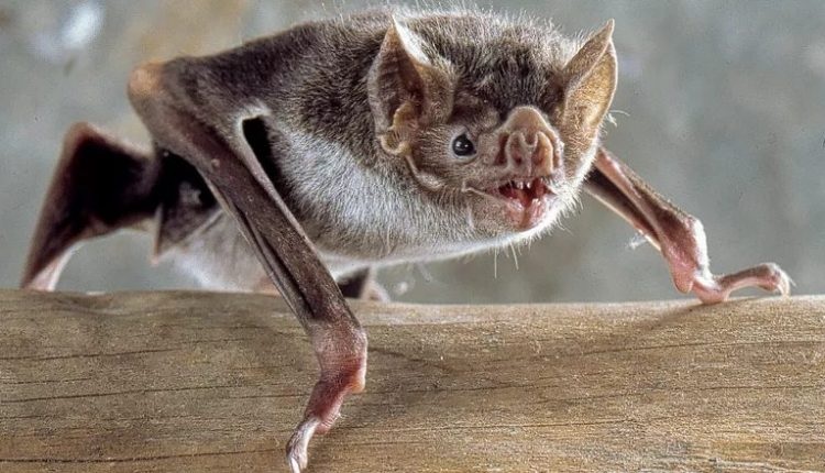 AGEVISA alerta para morcegos com raiva em Rondônia e orienta população sobre prevenção