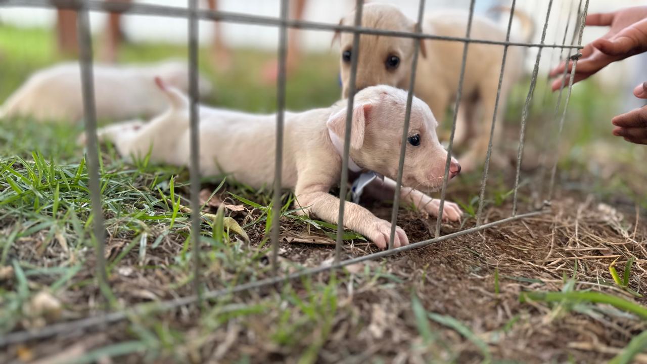 MUITO AMOR PRA DAR - Feira de adoção de cães e gatos será realizada no Parque da Cidade neste sábado 

