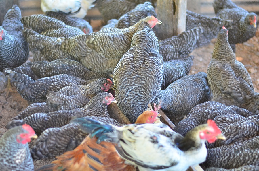 AGRICULTURA - Das mãos da família para a mesa dos porto-velhenses: agricultura familiar transforma vidas e fortalece a economia local