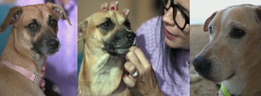 Muito além do meme: ciência revela por que o vira-lata caramelo se tornou símbolo de coragem, lealdade e amor