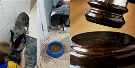 CRUELDADE SEM PERDÃO - Justiça condena homem que atacou cachorro com roçadeira em Rondônia 

