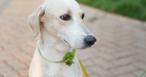 Cão que esperou tutor na porta de hospital é resgatado