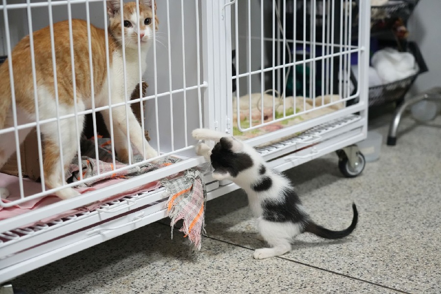 Do resgate à adoção - Como é o tratamento dos animais até encontrarem um novo lar