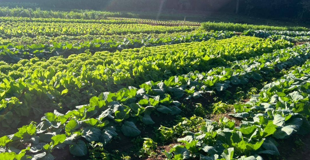 Prefeitura atualiza tabela de preços para fortalecer agricultura familiar e merenda escolar