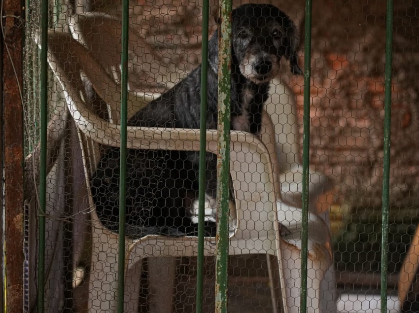 Maus-tratos a animais, saiba como denunciar e ajudar a salvar vidas