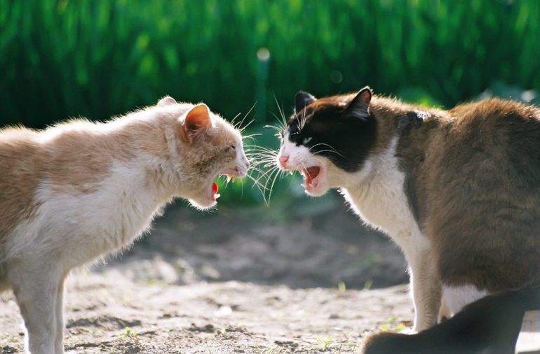 'PRESEPADA' DE VIZINHOS - Homem usa sons de gatos brigando para retaliar choro de bebê, caso vai parar na polícia em Rondônia
