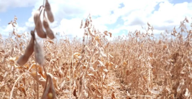 Seca em Roraima ameaça colheita de soja; risco é de 50% na queda da produção do alimento