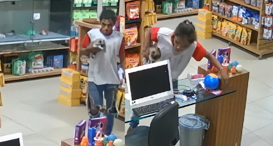 Homem invade pet shop após quebrar vidro e leva dois cães da raça Spitz Alemão