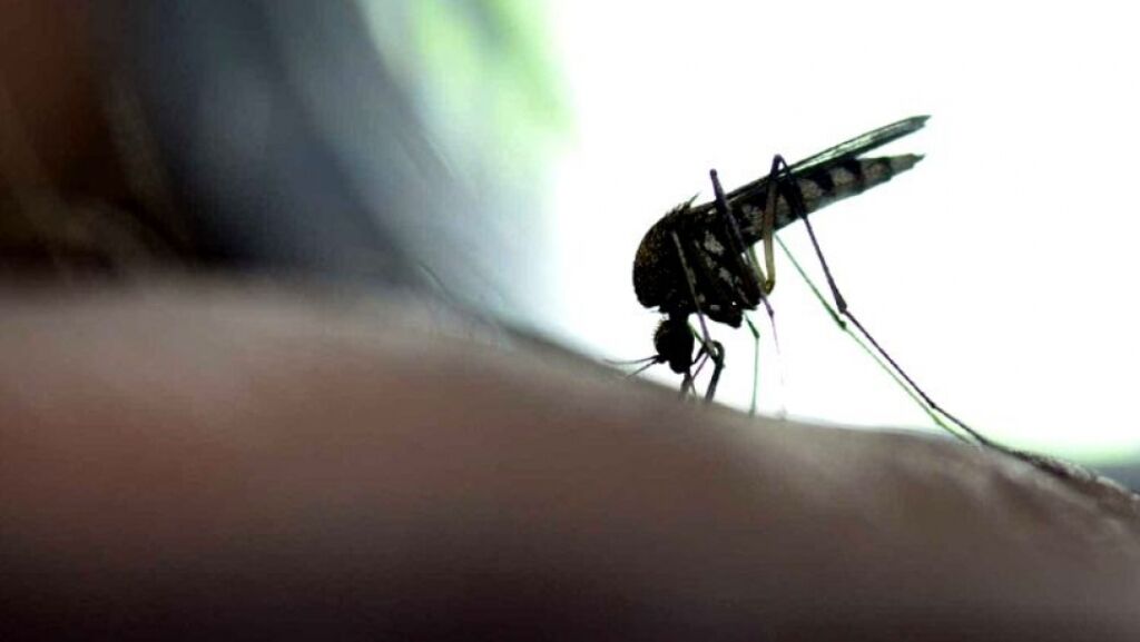 Brasil tem 920 casos de febre amarela