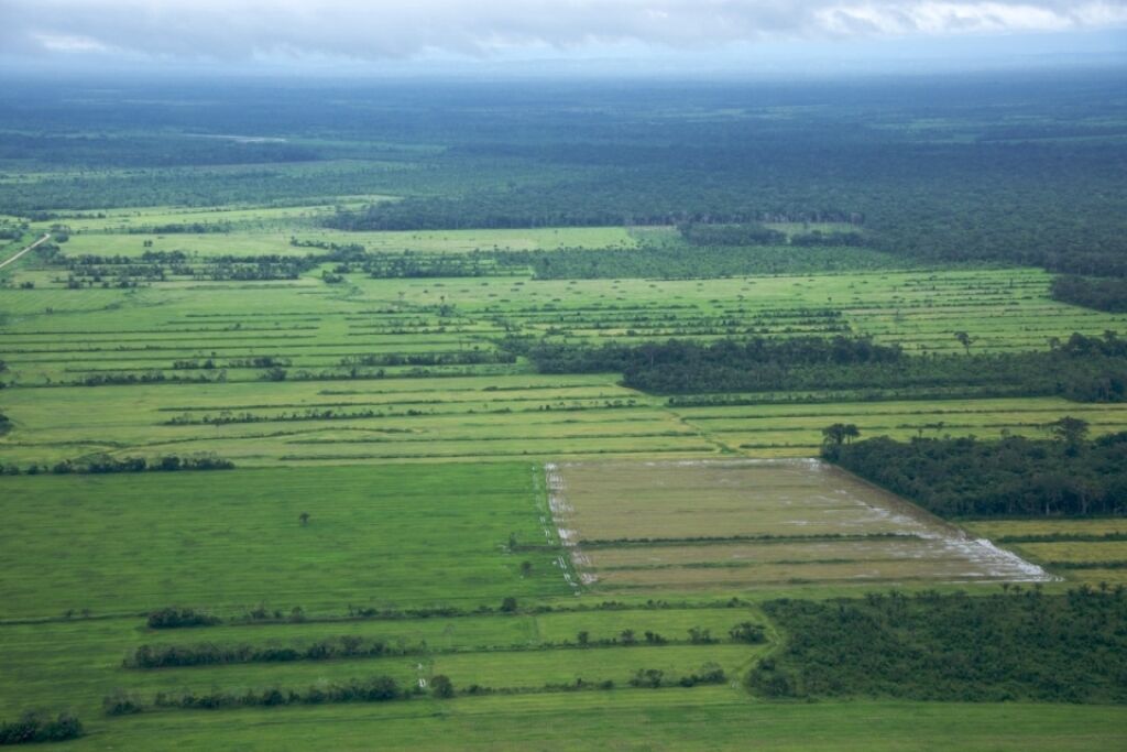 Decisão do STF sobre o novo Código Florestal enfraquece a Cota de Reserva Ambiental