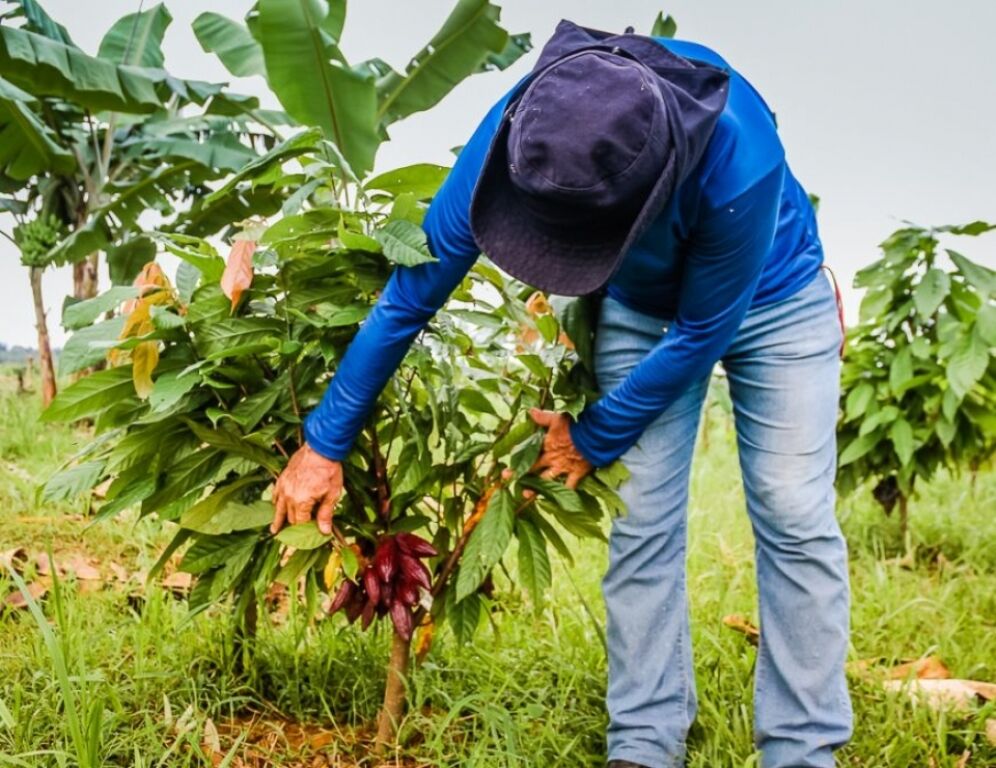 Fazenda Futuro revitaliza áreas, conclui jardim clonal de cacau e prepara enxertos em Porto Velho