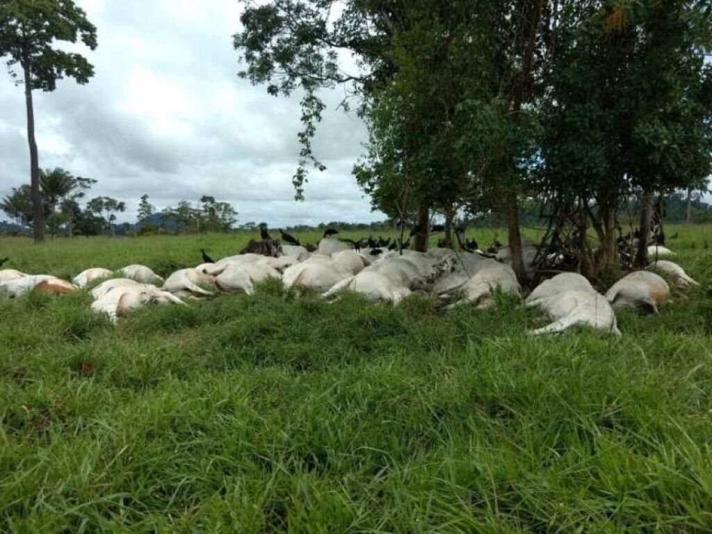 Mais de cem bois morrem após serem atingidos por raio em RO