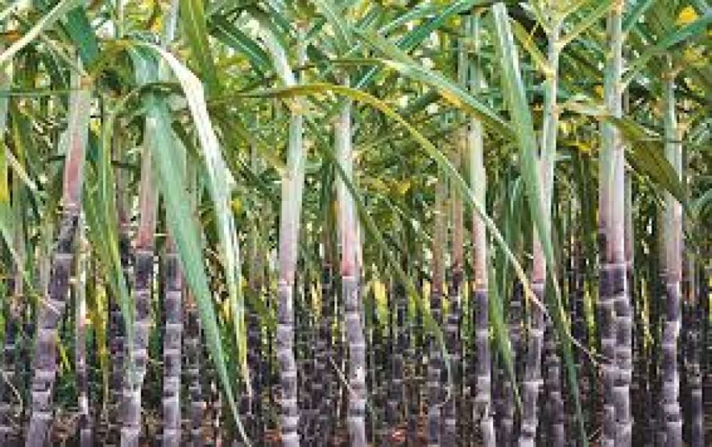 Senado adia decisão sobre plantio de cana em solo degradado na Amazônia