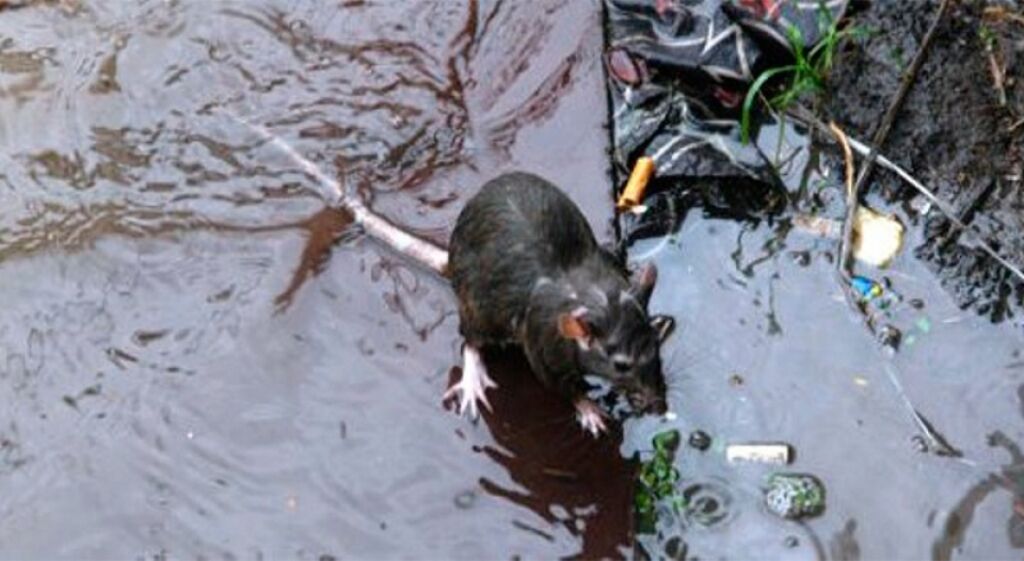 Agevisa alerta a possibilidade de leptospirose com o fim do inverno em Rondônia