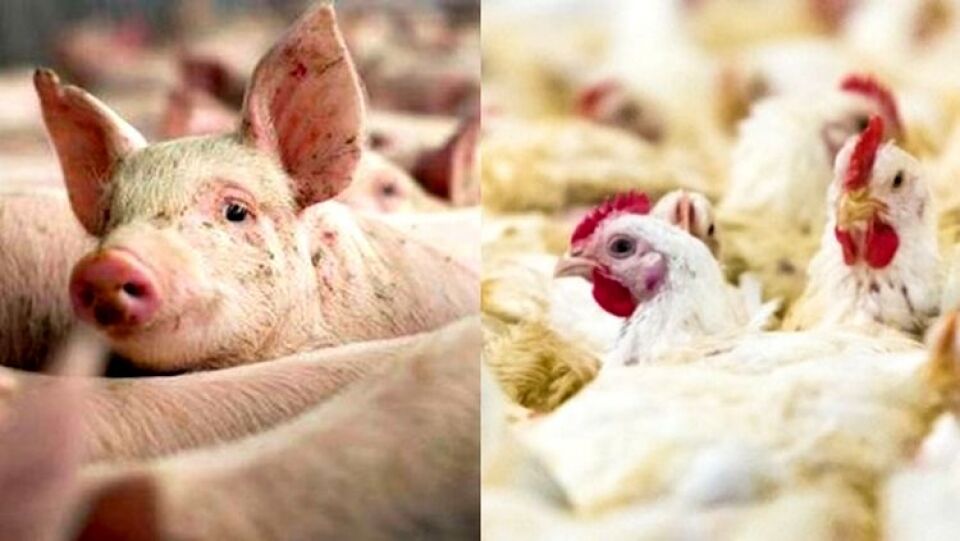 Custos de produção de suínos e de frangos de corte disparam