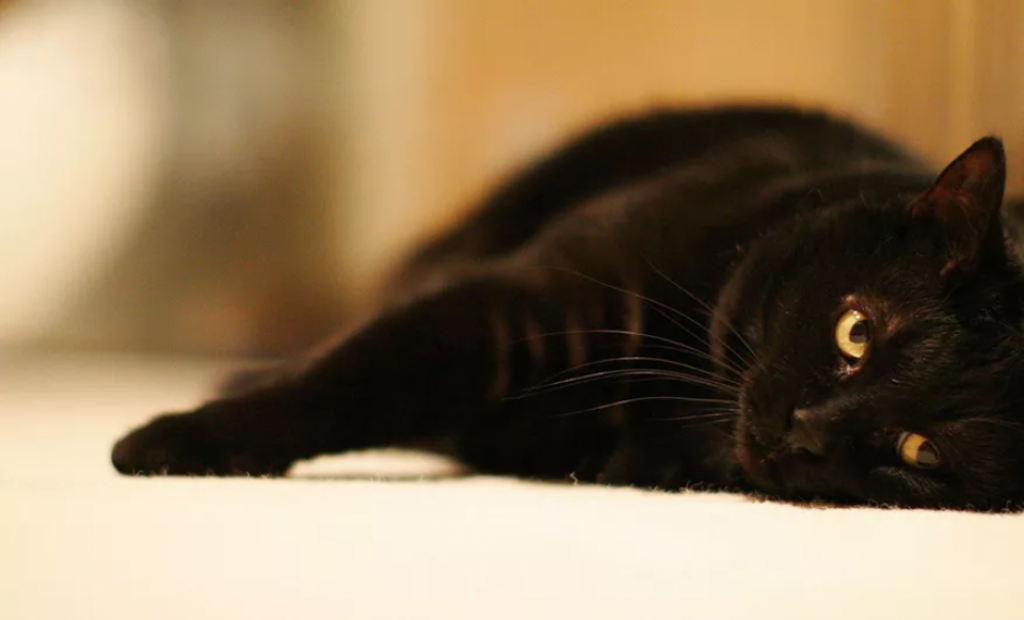 Gatos pretos: por que eles são maltratados e sofrem preconceito?