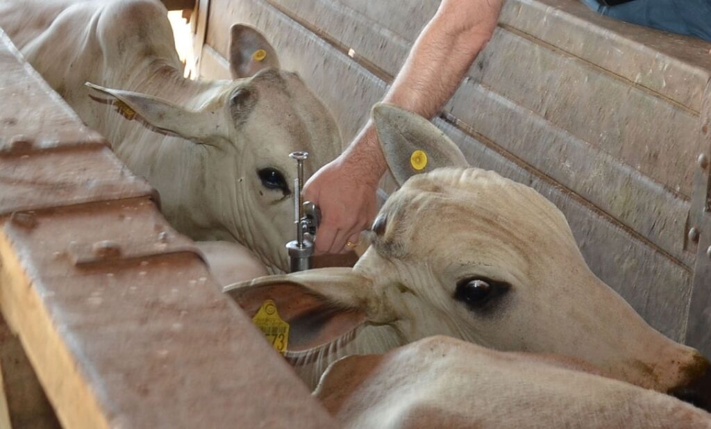 SAÚDE ANIMAL-Começa domingo o combate à febre aftosa em Rondônia