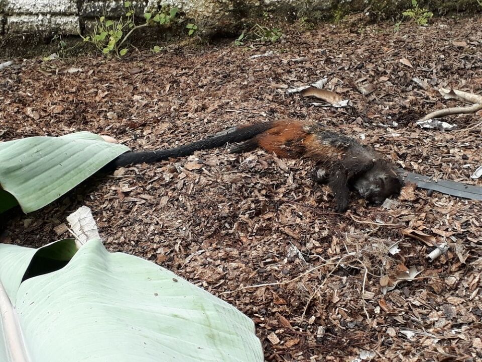Macaco é encontrado morto e há suspeita de febre amarela em Porto Velho