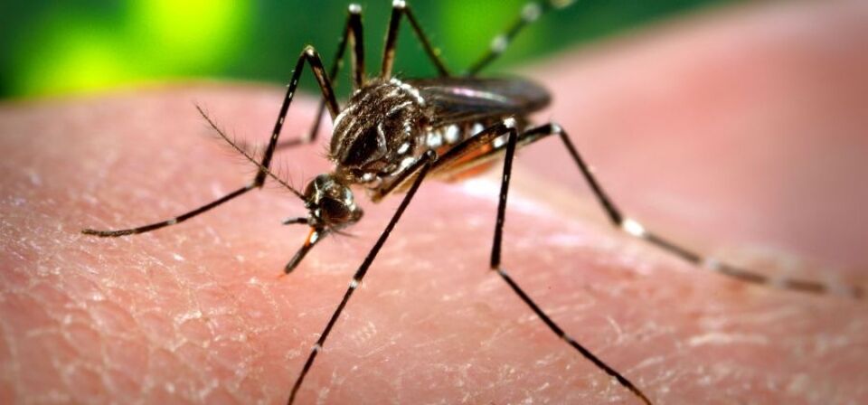 Índice de infestação predial do Aedes aegypti diminui na capital