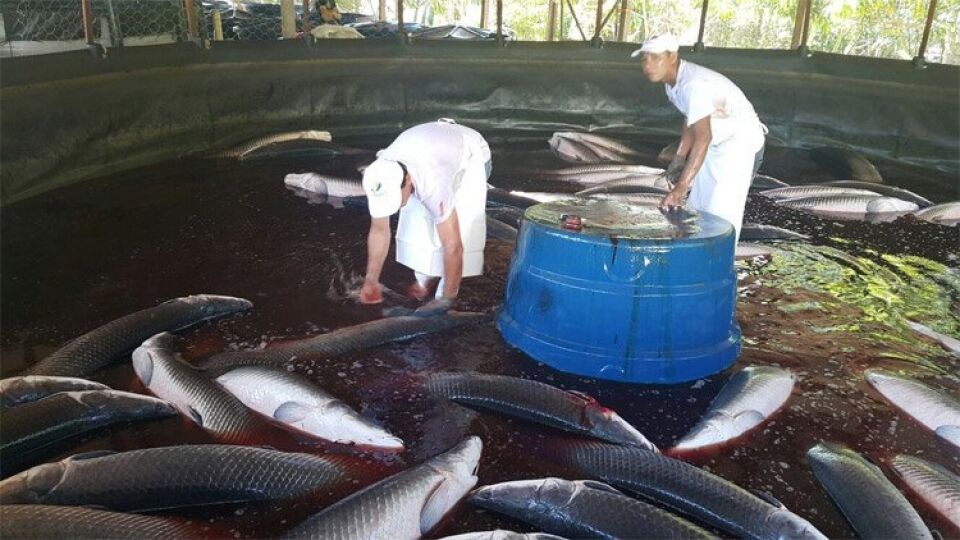 Piracuru, fresco ou salgado, tem gerado emprego e renda a criadores no Norte do País