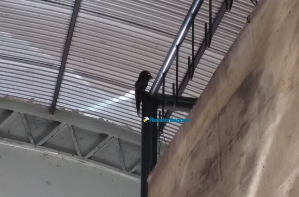 Ave rara é capturada pelo Ibama na Central de Polícia da capital
