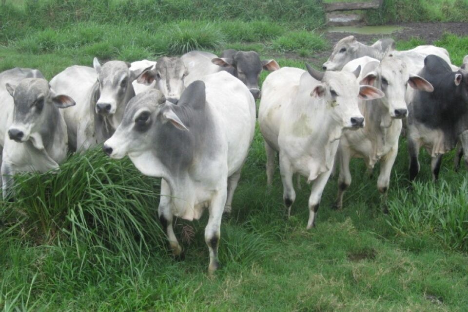 Por Aroldo Vasconcelos