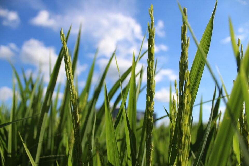 FOTOS: veja como foi o 4° dia da 7ª Rondônia Rural Show