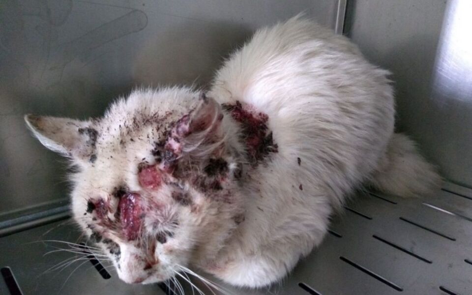 Conheça a esporotricose, que é endêmica no Rio