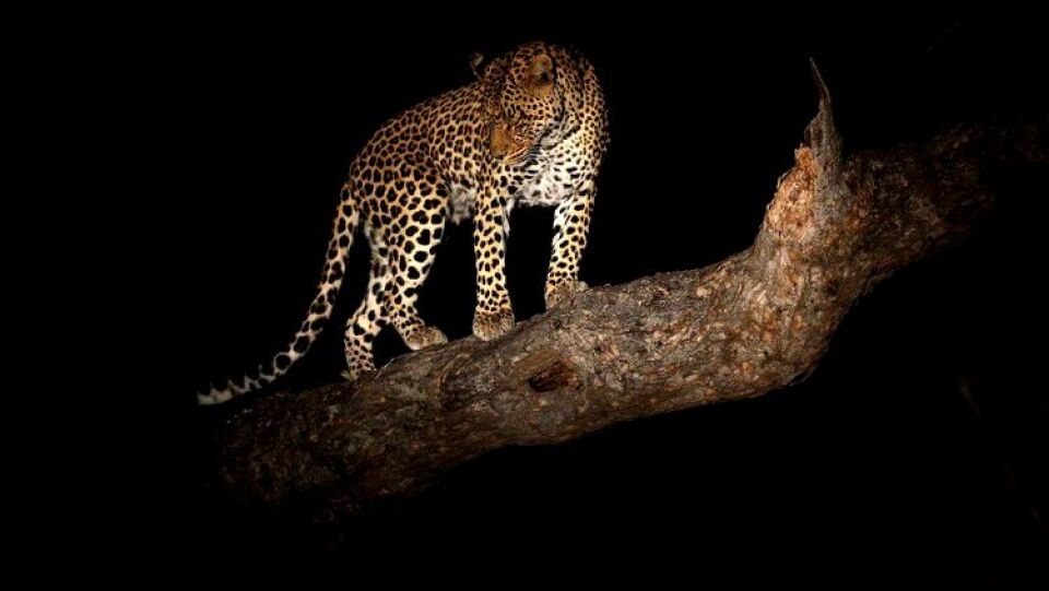 Leopardo devora criança de 3 anos em parque Natural