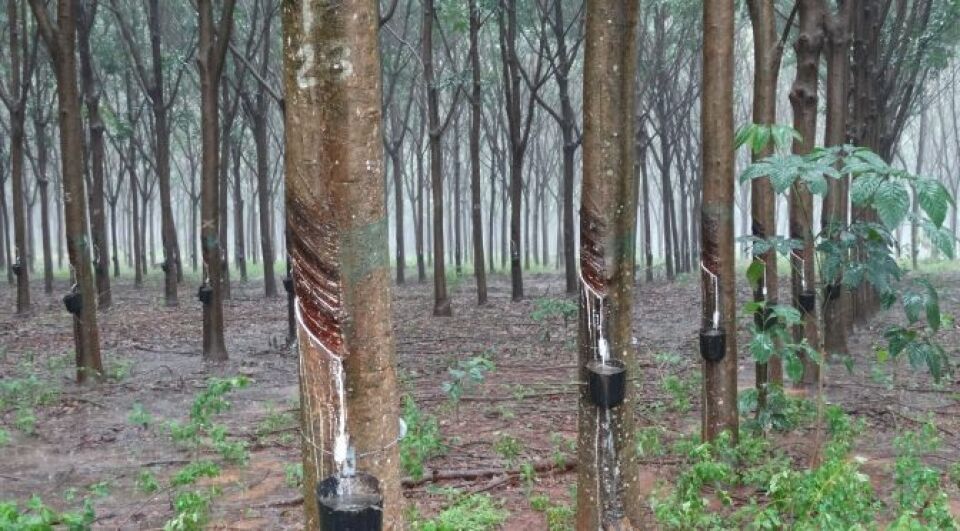 MPF denuncia três empresários pela prática de fraude ambiental em Rondônia