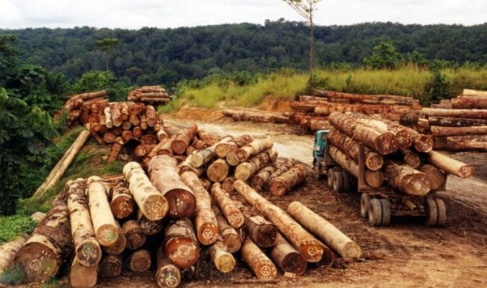 MPF pede cadeia e multa de 35 milhões para três da Madeireira Trianon por fraude em planos de manejo