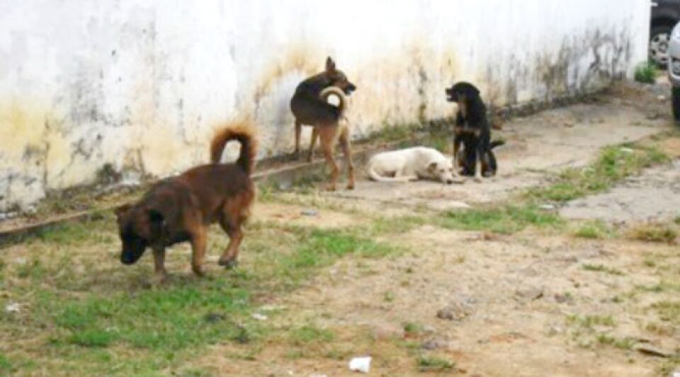 Prefeitura firma parcerias para combater maus tratos aos animais e prevenir proliferação de zoonoses