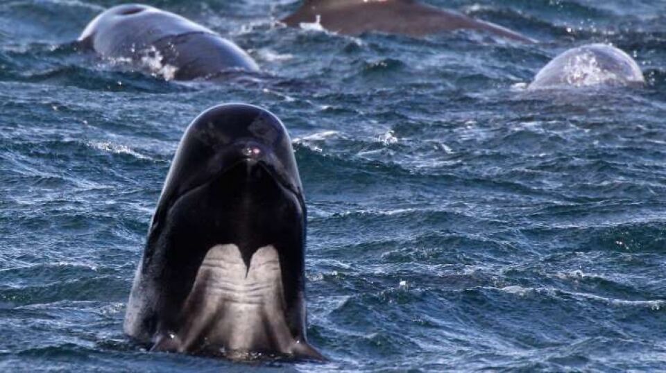 Baleia morre na Tailândia após ingerir 80 sacolas plásticas