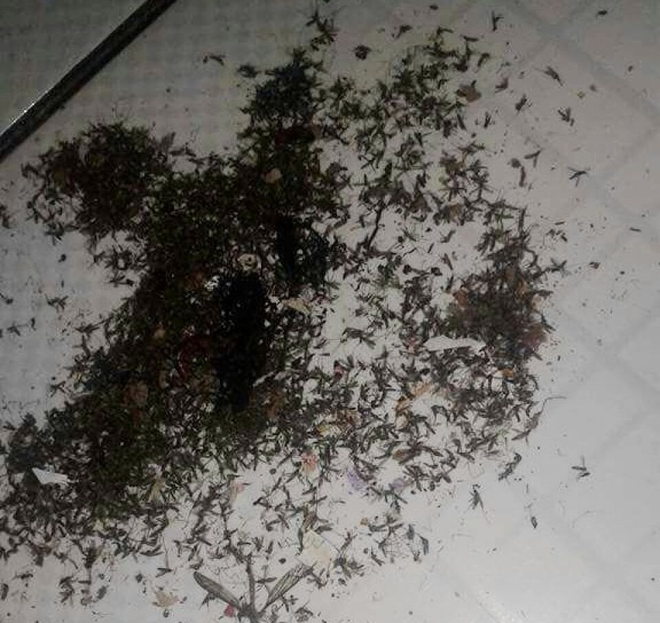 Com bom humor, capixaba enfrenta o mosquito Mansonia