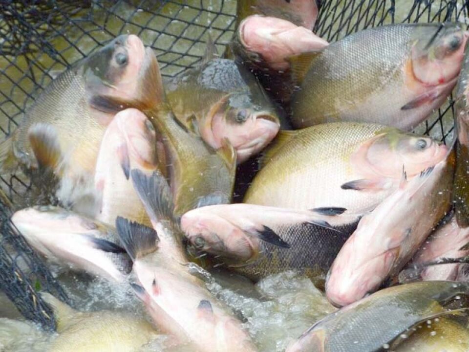 Rondônia deve se desafiar para ser o maior produtor e exportador mundial de peixes amazônicos