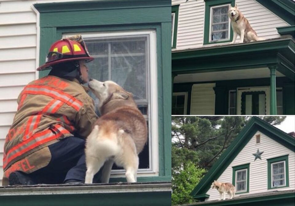 Cachorro beija bombeiro que o resgatou do telhado: gratidão