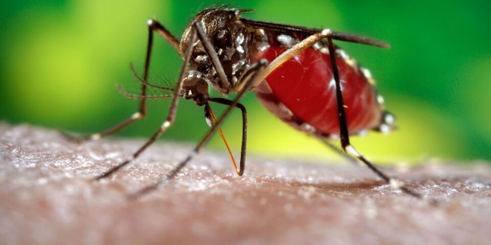 22% das cidades brasileiras estão em risco para surto de dengue, zika e chikungunya, diz Ministério da Saúde