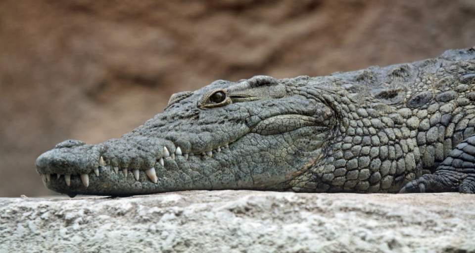 Crocodilo mata pastor durante batismo em lago da Etiópia
