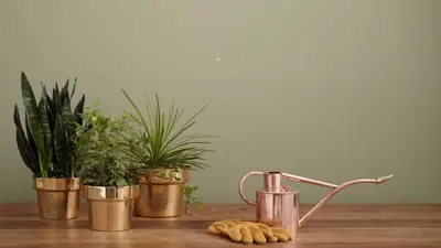 Problemas de sono? Solução pode estar na natureza