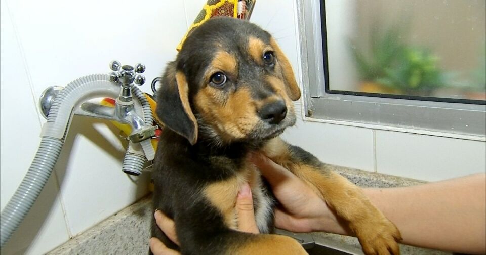 Seminário discute proteção e bem-estar dos animais em Porto Velho
