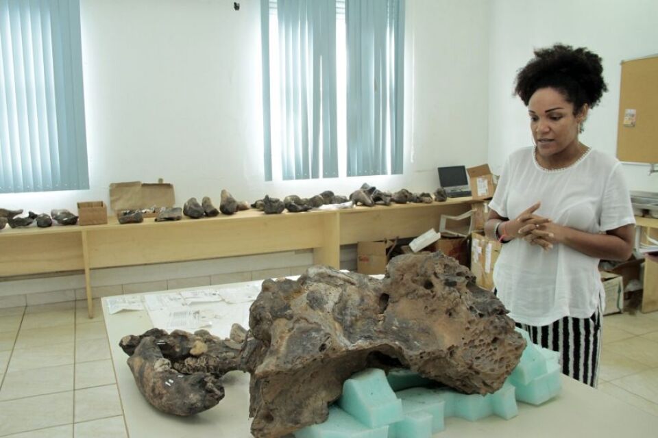 Museu da Memória cataloga e aceita doações de fósseis de animais gigantes recolhidos de garimpos no rio Madeira