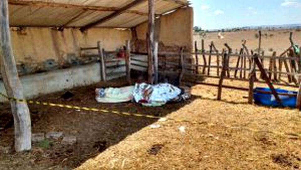 Vaca mata o dono