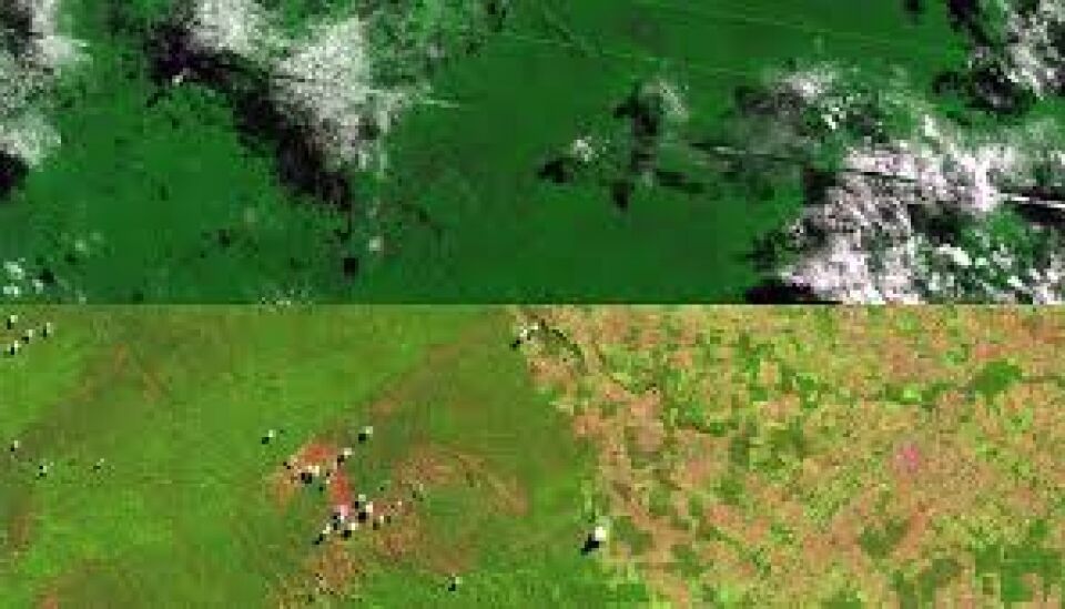 MPF recomenda que Idaron não emita guia de transporte animal no Parque Nacional Pacaás Novos