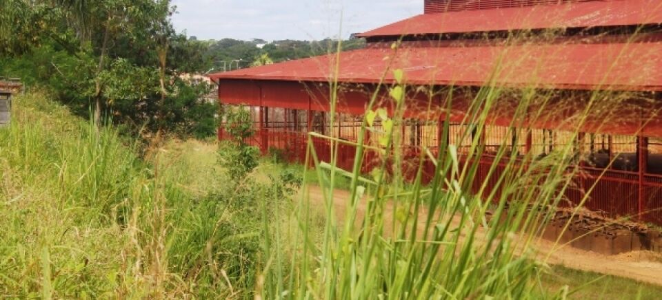 Matagal facilita roubo de peças da E.F.M.M, diz Carioca