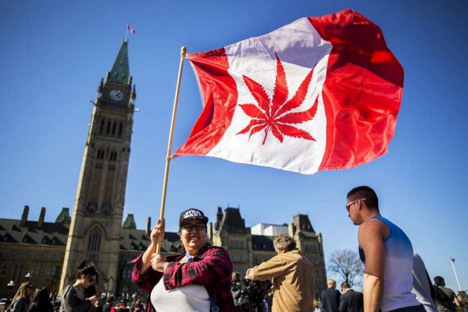 Governo do Canadá aprova legalização da maconha