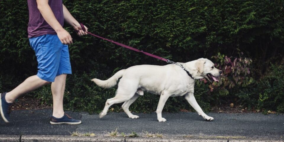 STJ garante direito de visita a animais de estimação após separação