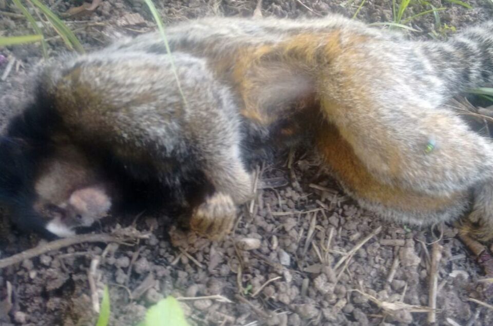 Dois macacos são confirmados com febre amarela em Pimenta Bueno