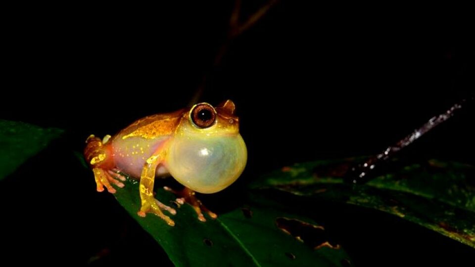 Expedições à Amazônia identificam 12 novas espécies de animais